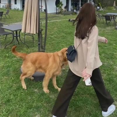 柠檬仙丹
